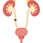 腎臓から尿管に落ちたら尿管結石となる（黒丸部分）