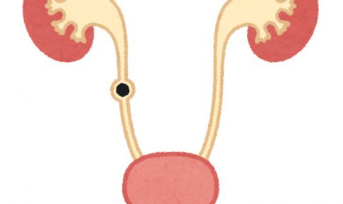 腎臓から尿管に落ちたら尿管結石となる（黒丸部分）