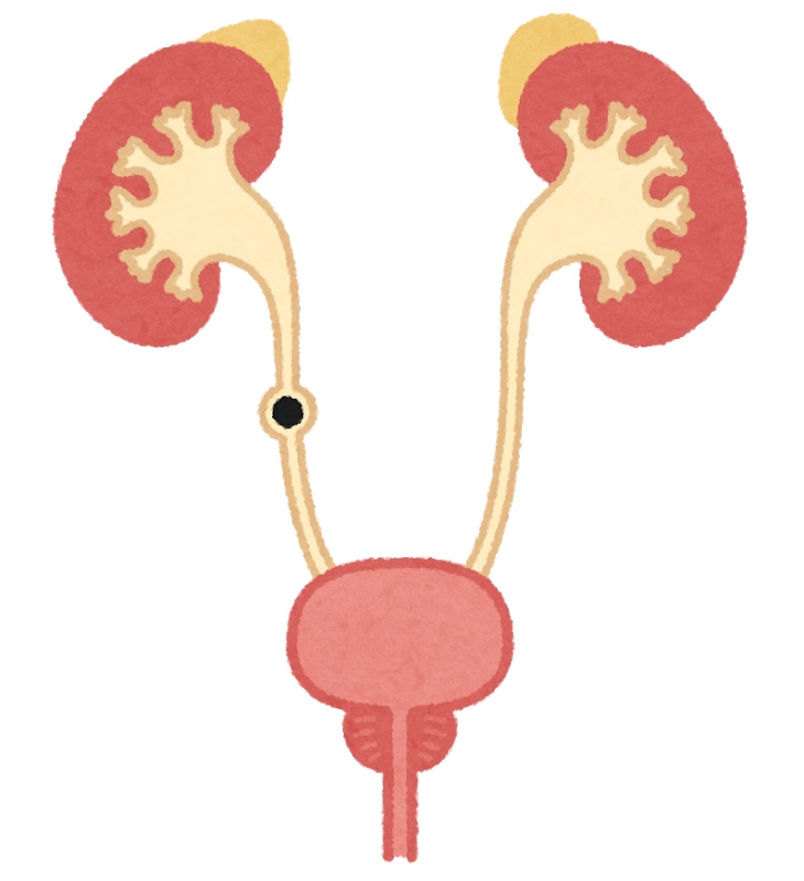 腎臓から尿管に落ちたら尿管結石となる（黒丸部分）